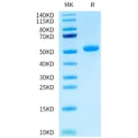 Tris-Bis PAGE - Recombinant Human CEACAM3 Protein (C-terminal Human Fc Tag) (A330444) - Antibodies.com