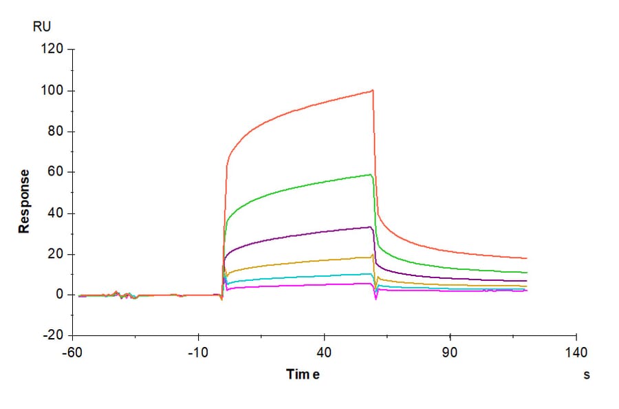 SPR Assay - Recombinant Human CEACAM6 Protein (Biotin) (C-terminal His and Avi Tag) (A330446) - Antibodies.com