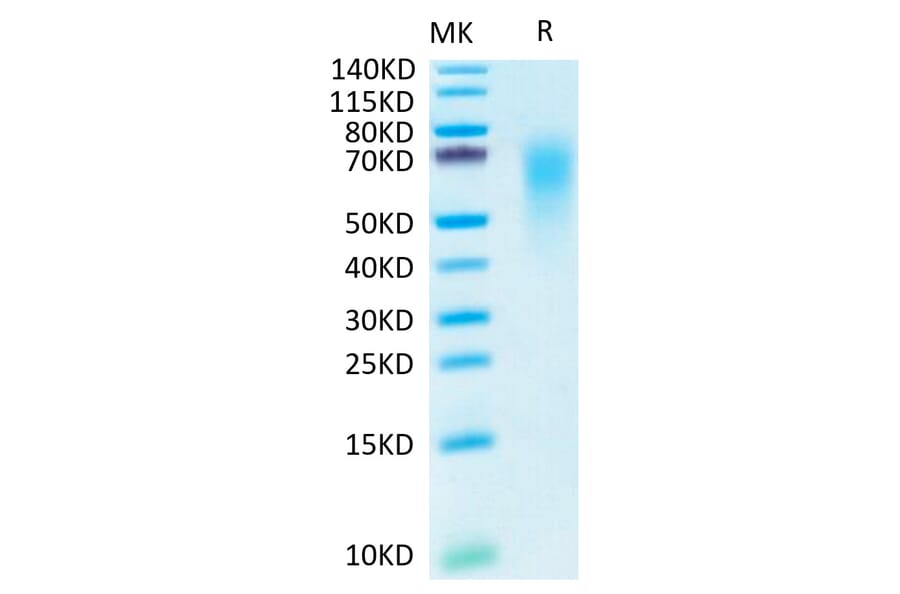 Tris-Bis PAGE - Recombinant Human CEACAM6 Protein (C-terminal His and Avi Tag) (A330447) - Antibodies.com