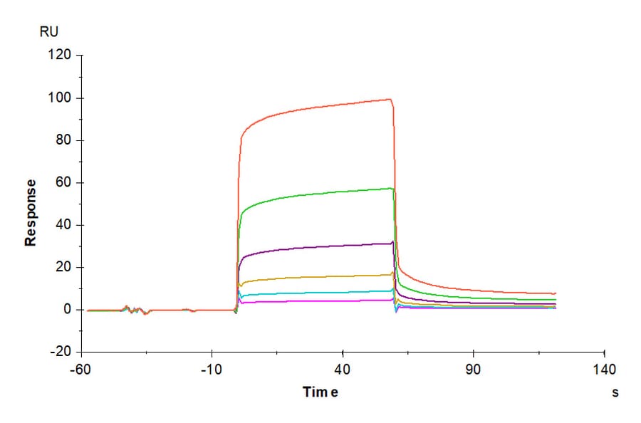 SPR Assay - Recombinant Human CEACAM6 Protein (C-terminal His and Avi Tag) (A330447) - Antibodies.com