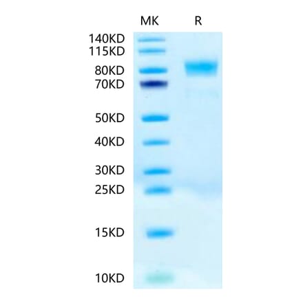 Tris-Bis PAGE - Recombinant Human c-Kit Protein (Biotin) (C-terminal His and Avi Tag) (A330456) - Antibodies.com