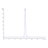 SEC-HPLC - Recombinant Human c-Kit Protein (Biotin) (C-terminal His and Avi Tag) (A330456) - Antibodies.com