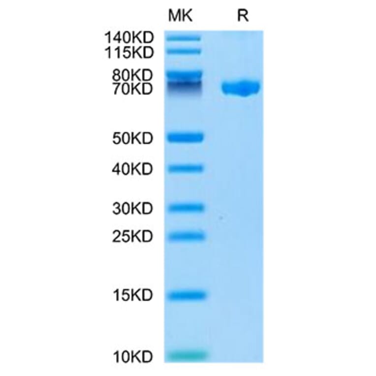 Tris-Bis PAGE - Recombinant Human CLEC2D Protein (Biotin) (N-terminal Human Fc and Avi Tag) (A330460) - Antibodies.com