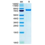 Tris-Bis PAGE - Recombinant Human CLEC2D Protein (N-terminal Human Fc and Avi Tag) (A330461) - Antibodies.com