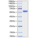 SDS-PAGE - Recombinant Human Collagen I Protein (C-terminal Human Fc Tag) (A330474) - Antibodies.com