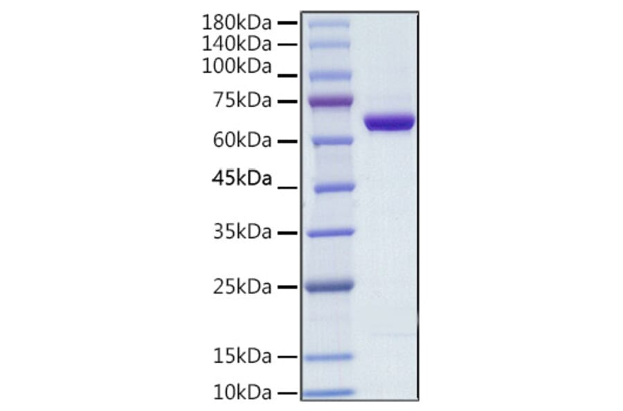 SDS-PAGE - Recombinant Human COX2 / Cyclooxygenase 2 Protein (C-terminal His Tag) (A330478) - Antibodies.com
