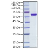 SDS-PAGE - Recombinant Human COX2 / Cyclooxygenase 2 Protein (C-terminal His Tag) (A330478) - Antibodies.com