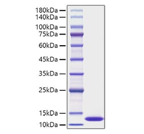 SDS-PAGE - Recombinant Human CXCL1 Protein (A330498) - Antibodies.com