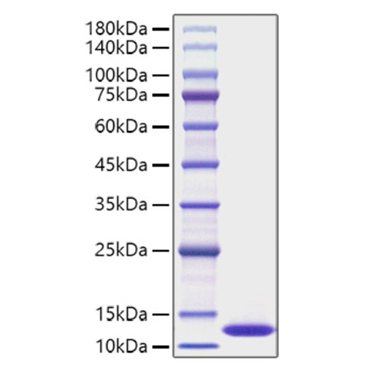 SDS-PAGE - Recombinant Human CXCL1 Protein (A330498) - Antibodies.com