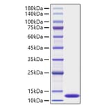 SDS-PAGE - Recombinant Human CXCL1 Protein (A330498) - Antibodies.com