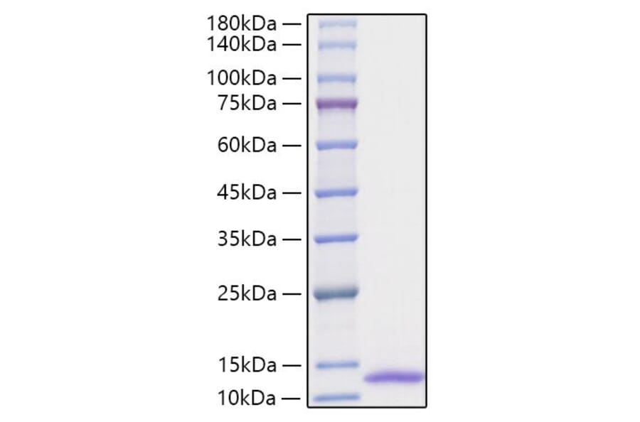 SDS-PAGE - Recombinant Human CXCL1 Protein (A330499) - Antibodies.com