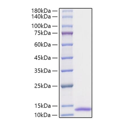 SDS-PAGE - Recombinant Human CXCL1 Protein (A330499) - Antibodies.com