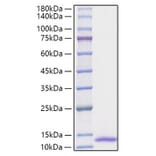 SDS-PAGE - Recombinant Human CXCL1 Protein (A330499) - Antibodies.com