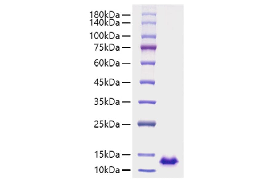 SDS-PAGE - Recombinant Human CXCL12 Protein (A330500) - Antibodies.com