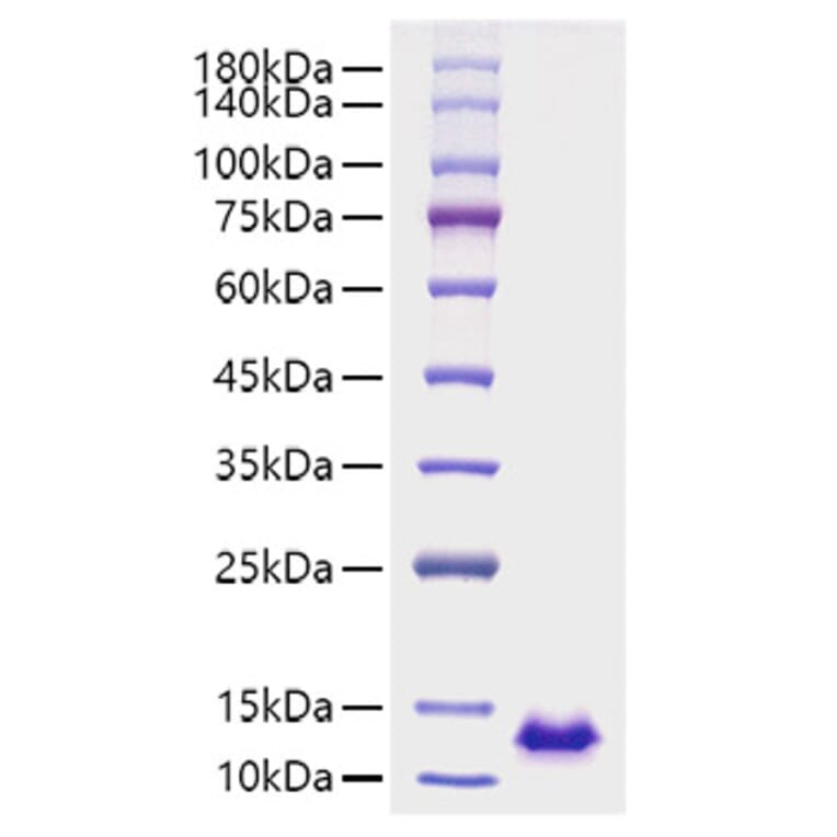 SDS-PAGE - Recombinant Human CXCL12 Protein (A330500) - Antibodies.com