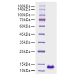 SDS-PAGE - Recombinant Human CXCL12 Protein (A330500) - Antibodies.com