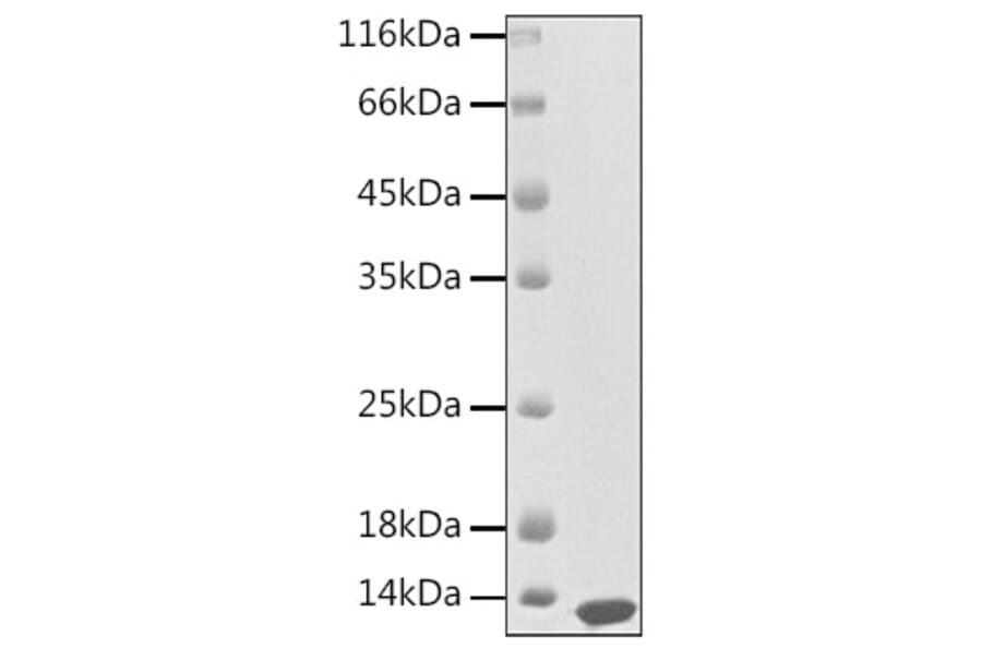 SDS-PAGE - Recombinant Human CXCL13 Protein (A330501) - Antibodies.com