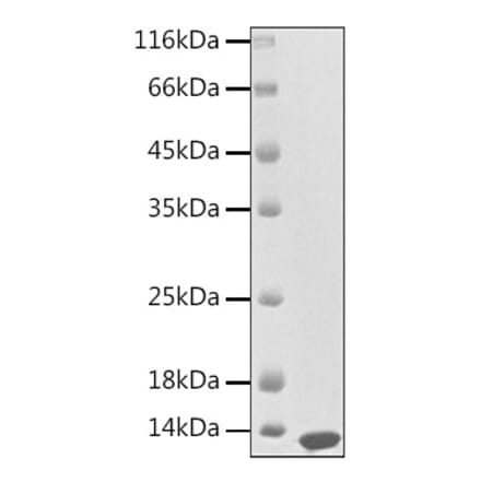 SDS-PAGE - Recombinant Human CXCL13 Protein (A330501) - Antibodies.com
