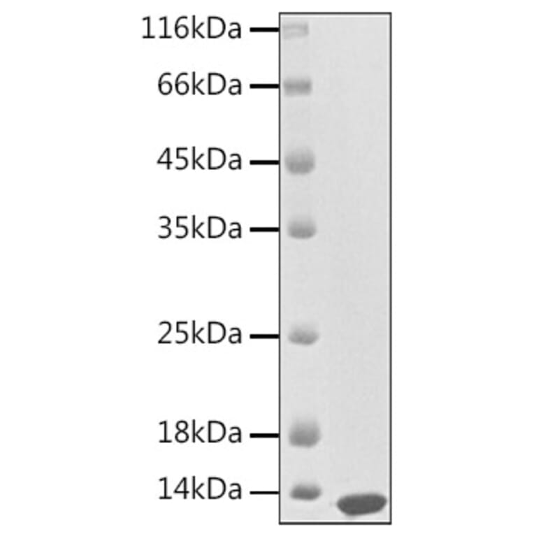 SDS-PAGE - Recombinant Human CXCL13 Protein (A330501) - Antibodies.com
