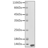SDS-PAGE - Recombinant Human CXCL13 Protein (A330501) - Antibodies.com