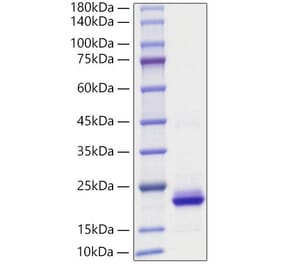 SDS-PAGE - Recombinant Human CXCL2 Protein (A330503) - Antibodies.com