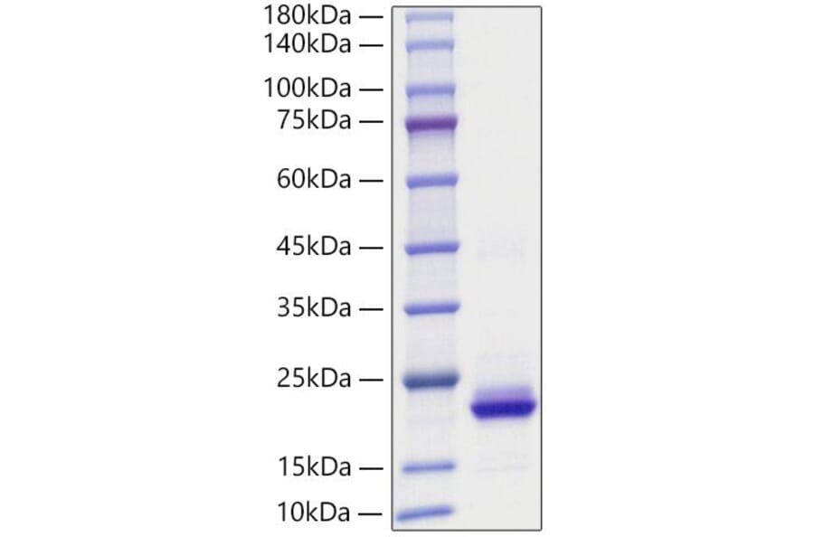 SDS-PAGE - Recombinant Human CXCL2 Protein (A330503) - Antibodies.com