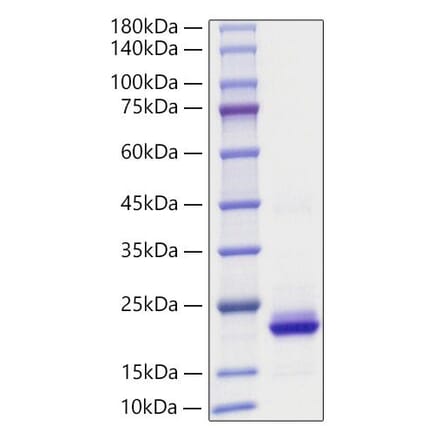 SDS-PAGE - Recombinant Human CXCL2 Protein (A330503) - Antibodies.com