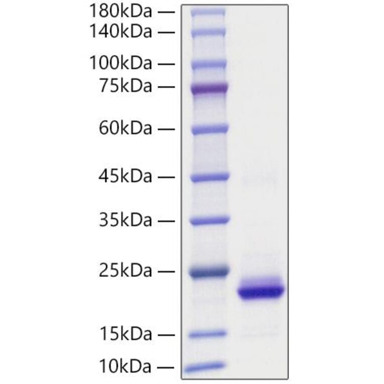 SDS-PAGE - Recombinant Human CXCL2 Protein (A330503) - Antibodies.com
