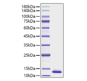 SDS-PAGE - Recombinant Human CXCL2 Protein (A330504) - Antibodies.com