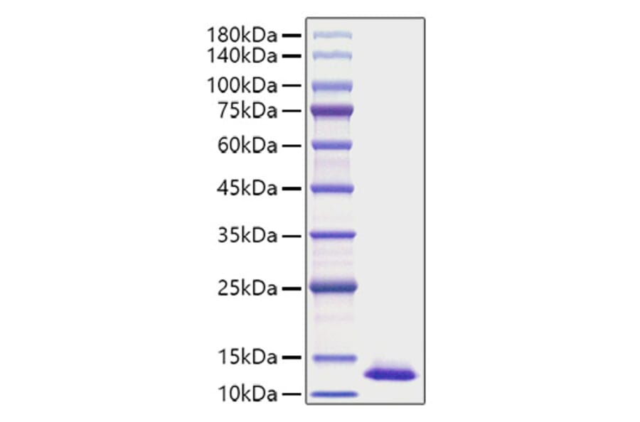 SDS-PAGE - Recombinant Human CXCL2 Protein (A330504) - Antibodies.com