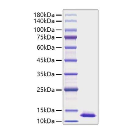 SDS-PAGE - Recombinant Human CXCL2 Protein (A330504) - Antibodies.com