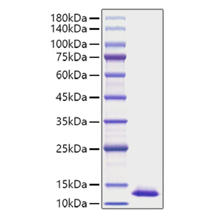 SDS-PAGE - Recombinant Human CXCL2 Protein (A330504) - Antibodies.com