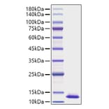 SDS-PAGE - Recombinant Human CXCL2 Protein (A330504) - Antibodies.com