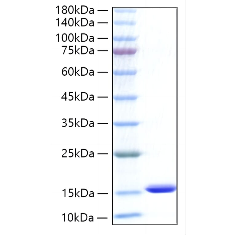 SDS-PAGE - Recombinant Human CXCL5 Protein (C-terminal His Tag) (A330505) - Antibodies.com
