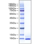 SDS-PAGE - Recombinant Mouse CXCL5 Protein (C-terminal His Tag) (A330506) - Antibodies.com