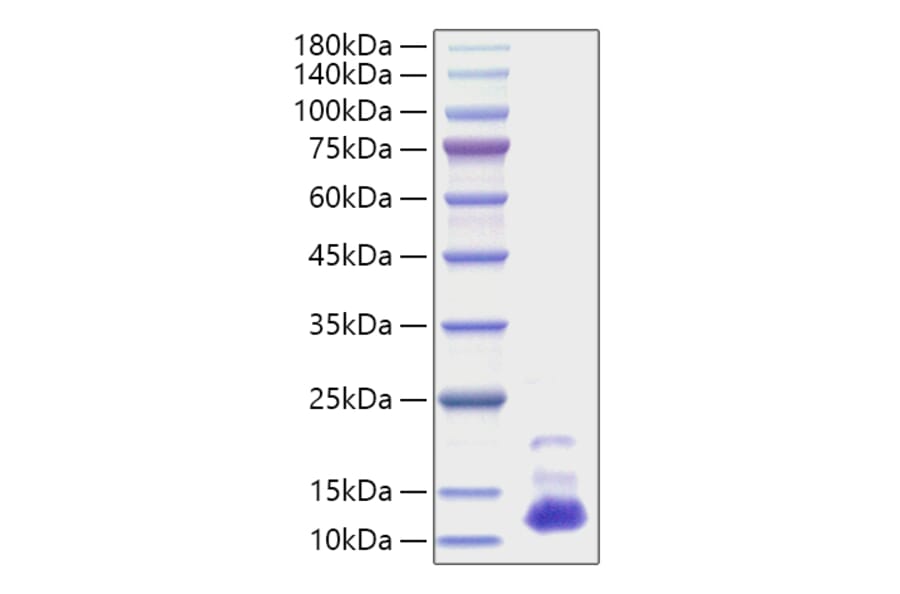 SDS-PAGE - Recombinant Human CXCL7/PBP Protein (A330507) - Antibodies.com