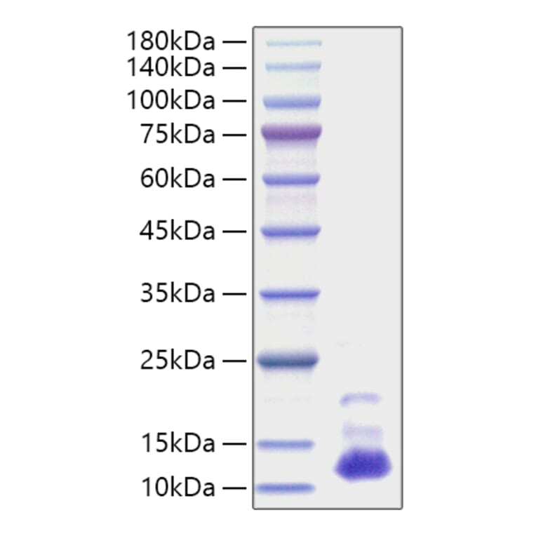 SDS-PAGE - Recombinant Human CXCL7/PBP Protein (A330507) - Antibodies.com