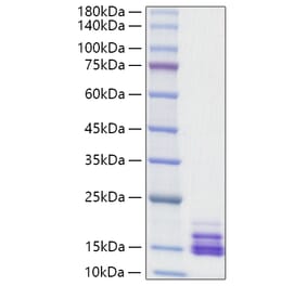 SDS-PAGE - Recombinant Human CXCL9 Protein (A330508) - Antibodies.com