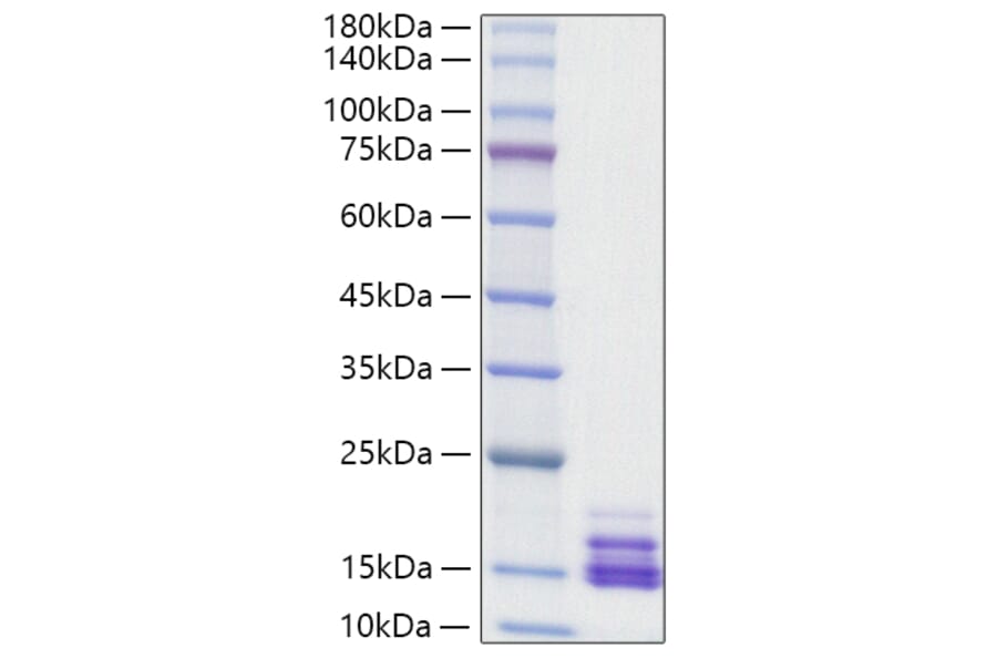 SDS-PAGE - Recombinant Human CXCL9 Protein (A330508) - Antibodies.com