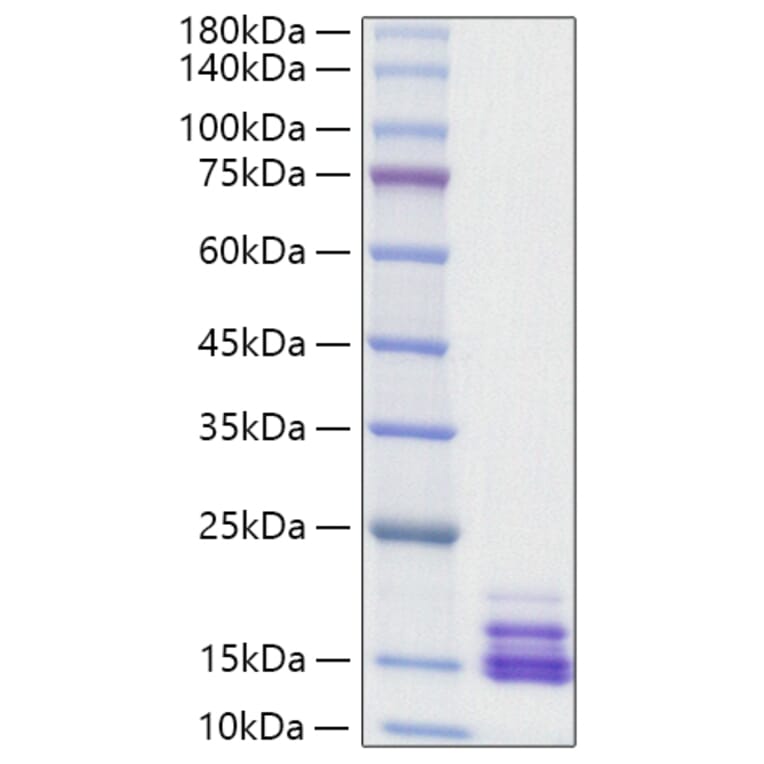 SDS-PAGE - Recombinant Human CXCL9 Protein (A330508) - Antibodies.com