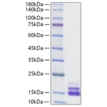 SDS-PAGE - Recombinant Human CXCL9 Protein (A330508) - Antibodies.com