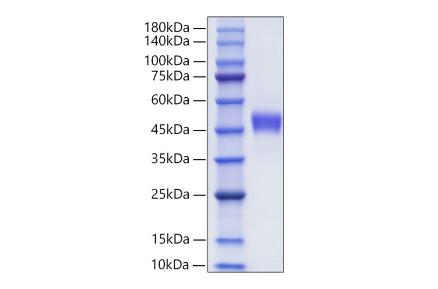 SDS-PAGE - Recombinant Human CXCR1 Protein (C-terminal Human Fc Tag) (A330509) - Antibodies.com
