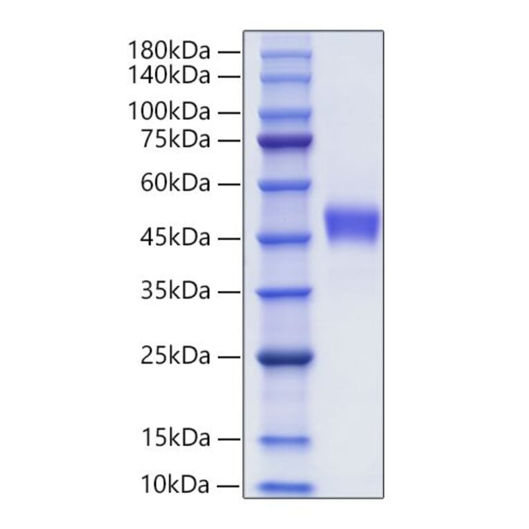 SDS-PAGE - Recombinant Human CXCR1 Protein (C-terminal Human Fc Tag) (A330509) - Antibodies.com