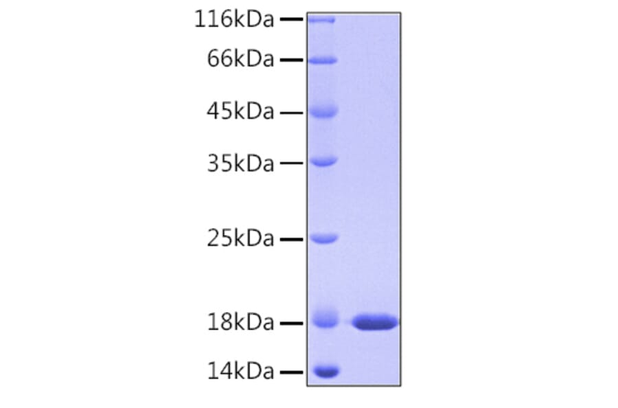 SDS-PAGE - Recombinant Human Cyclophilin A Protein (A330510) - Antibodies.com