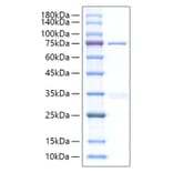 SDS-PAGE - Recombinant Human CYR61 Protein (C-terminal Human Fc Tag) (A330512) - Antibodies.com