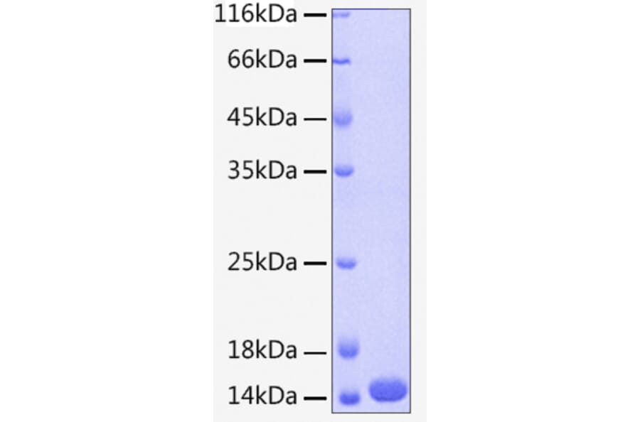 SDS-PAGE - Recombinant Human Cystatin A Protein (C-terminal His Tag) (A330513) - Antibodies.com