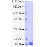 SDS-PAGE - Recombinant Human Cystatin A Protein (C-terminal His Tag) (A330513) - Antibodies.com