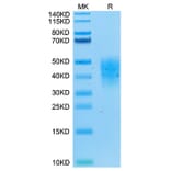 Tris-Bis PAGE - Recombinant Human DcR2 Protein (Biotin) (C-terminal His and Avi Tag) (A330521) - Antibodies.com