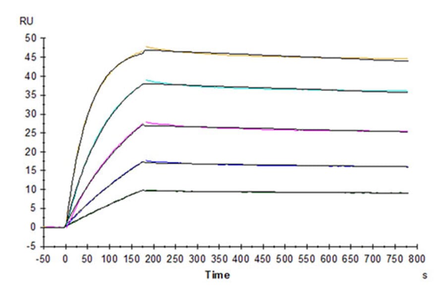 SPR Assay - Recombinant Human DcR2 Protein (Biotin) (C-terminal His and Avi Tag) (A330521) - Antibodies.com