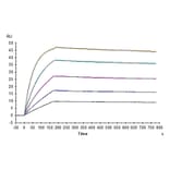 SPR Assay - Recombinant Human DcR2 Protein (Biotin) (C-terminal His and Avi Tag) (A330521) - Antibodies.com